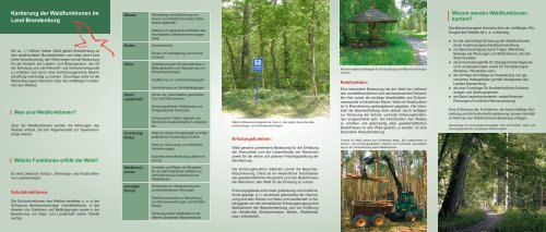 Flyer: Kartierung der Waldfunktionen im Land ... - Brandenburg.de