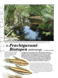 In Prachtgurami-Biotopen unterwegs by Horst Linke (Amazonas