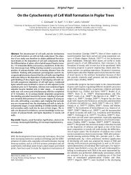 On the Cytochemistry of Cell Wall Formation in Poplar Trees