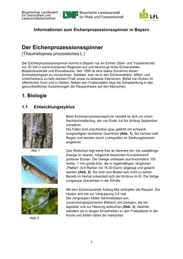 Informationen zum Eichenprozessionsspinner in Bayern