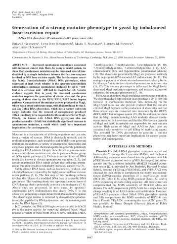 Generation of a strong mutator phenotype in yeast by imbalanced ...