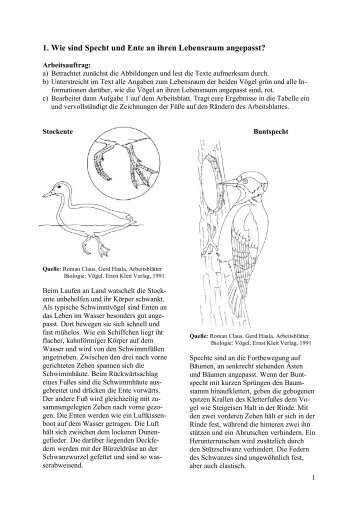 172_GP_Buntspecht_Stockente