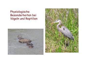 Physiologische Besonderheiten bei Vögeln und Reptilien
