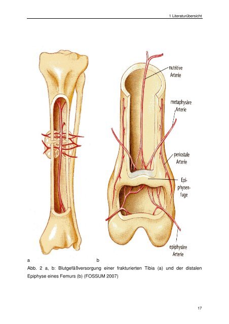 Messung des intraossealen Blutflusses zur Bestimmung der ...