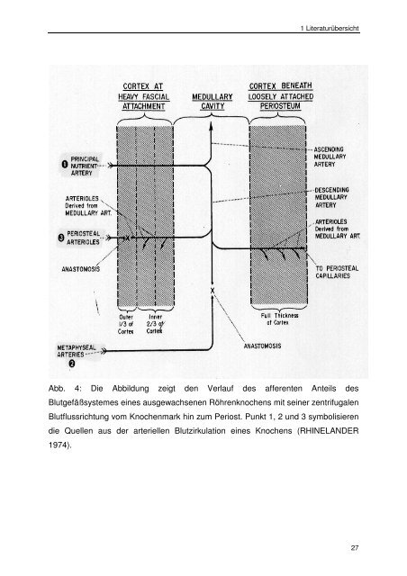 Messung des intraossealen Blutflusses zur Bestimmung der ...