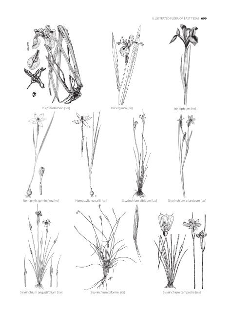 keys to the vascular plants of east texas - Botanical Research ...