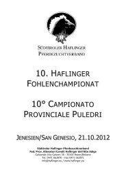 10. H 10° C - Cavalli Haflinger dell'Alto Adige