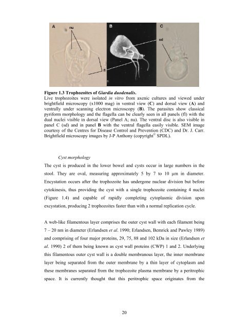 the inhibitory properties of and mode of action of plant essential oils ...