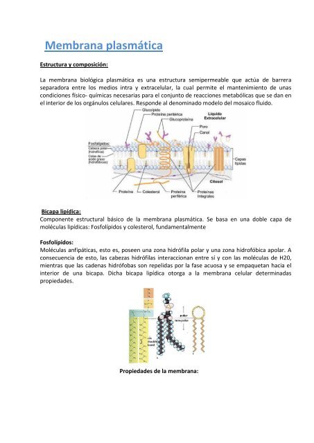 Membrana Plasmatica Colegiomaravillas Com