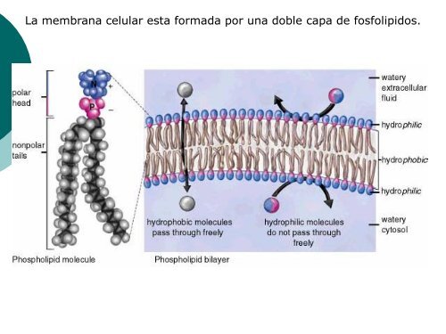 Moleculas Orgánicas