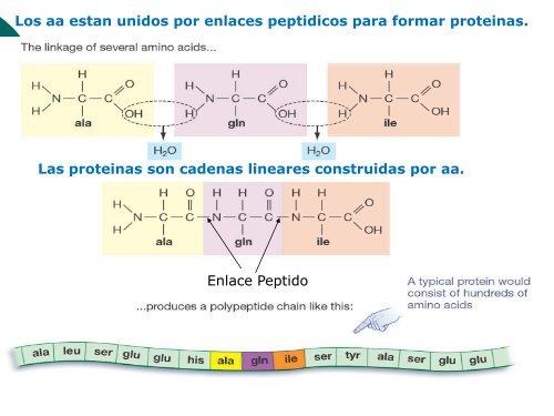 Moleculas Orgánicas