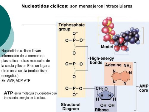 Moleculas Orgánicas