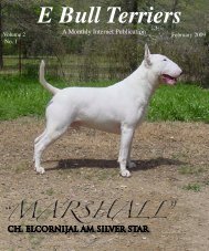 E Bull Terriers