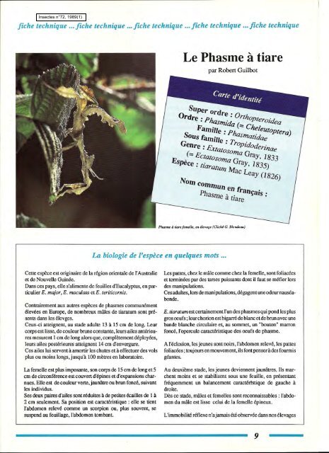 Le Phasme à tiare / Insectes n° 72 - Inra