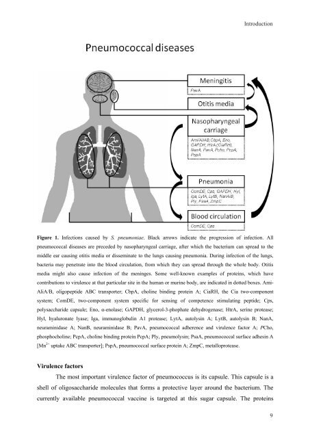 Gene regulation in Streptococcus pneumoniae - RePub - Erasmus ...