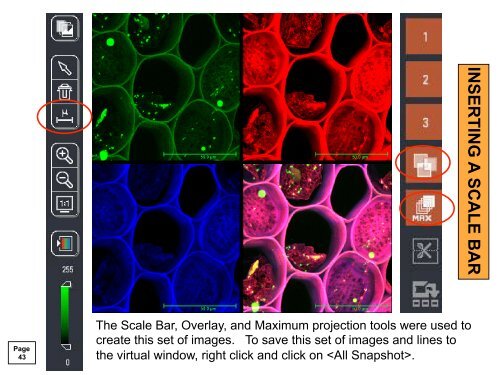 Leica TCS SP5 Confocal Laser Scanning Microscope User Guide ...