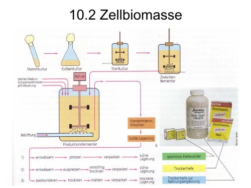 10. Mikrobielle Biotechnologie