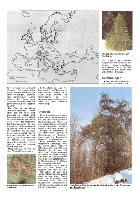 Die Eibe - SDW - Schutzgemeinschaft Deutscher Wald