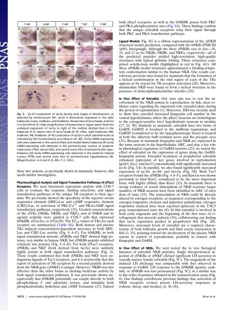 Neurokinin Bs and neurokinin B receptors in zebrafish- potential role ...