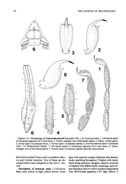 redescription of the scorpio n centruroides thorelli kra}pelin