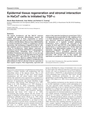 Epidermal tissue regeneration and stromal interaction in HaCaT ...