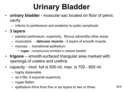 Urinary Bladder