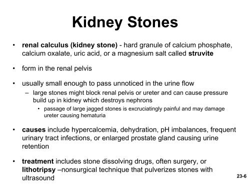 Urinary Bladder