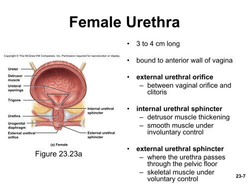 Urinary Bladder