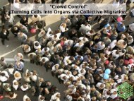 “Crowd Control” Turning Cells into Organs via Collective Migration