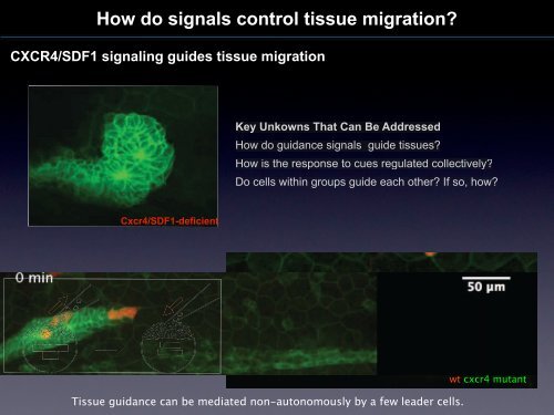 “Crowd Control” Turning Cells into Organs via Collective Migration