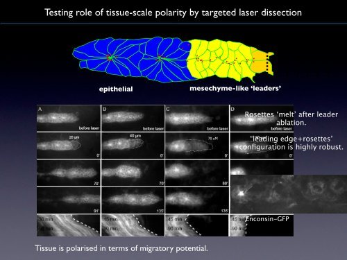 “Crowd Control” Turning Cells into Organs via Collective Migration