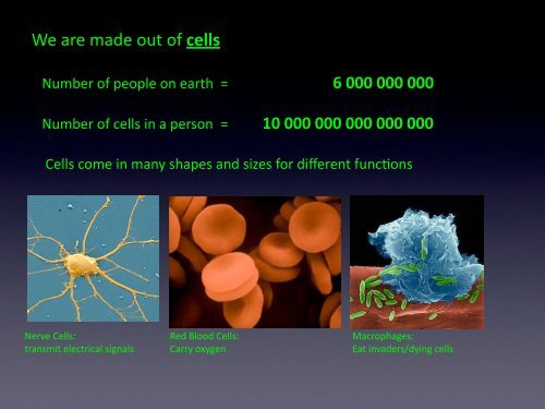 “Crowd Control” Turning Cells into Organs via Collective Migration