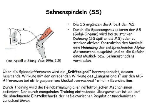 Muskelaufbautraining nach Sportverletzungen