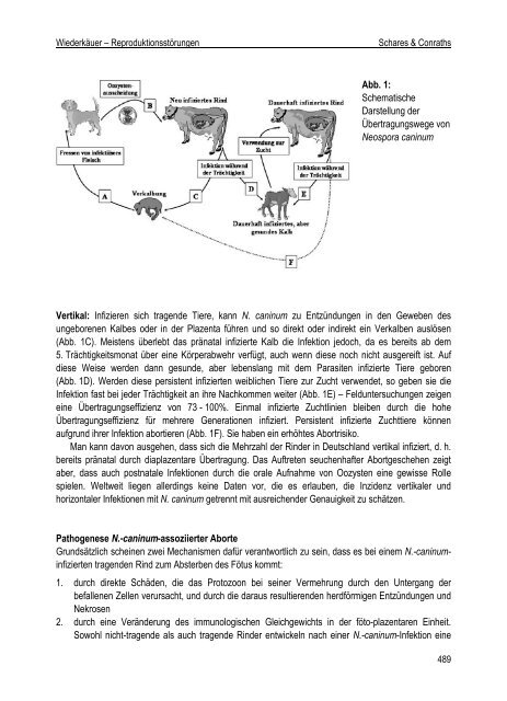 Wiederkäuer - Veterinärmedizinische Fakultät der Universität Leipzig