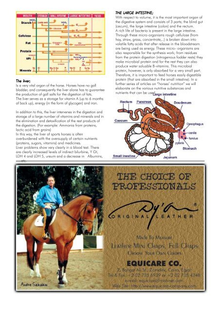 HORSES OF THE DUTCH HORSES OF THE DUTCH - Horse Times