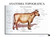 anatomia-de-bovino