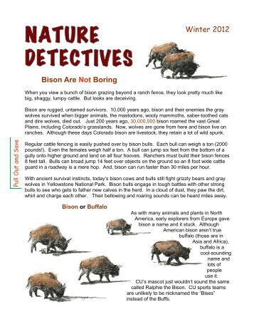 Nature Detectives Kids Club: Bison Are Not Boring - Boulder County
