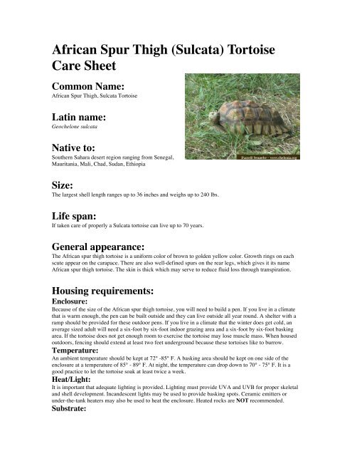sulcata tortoise care sheet pdf