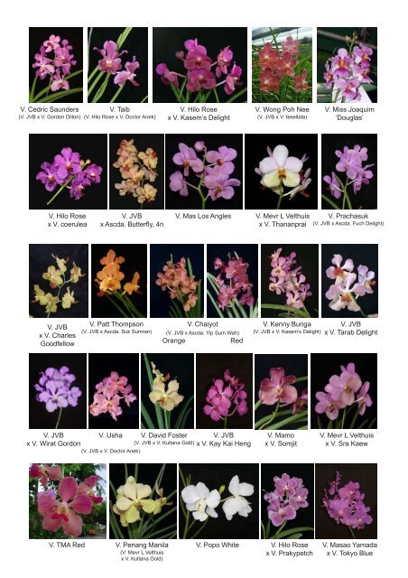 pdf file (1.25 Mbs) - Kultana Orchids