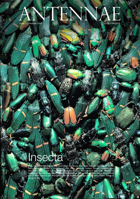 Insecta - Antennae The Journal of Nature in Visual Culture