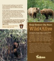 Keeping Dawson City Bears Wild and Alive - Environment Yukon