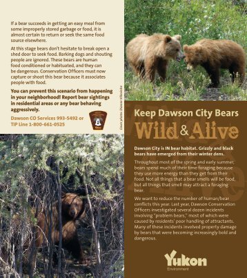 Keeping Dawson City Bears Wild and Alive - Environment Yukon