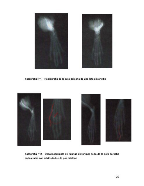 Zea mays L. variedad morada y su efecto protector de ... - Cybertesis