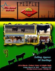 Schott Limousin Ranch Yearling Bulls - LimousinLive