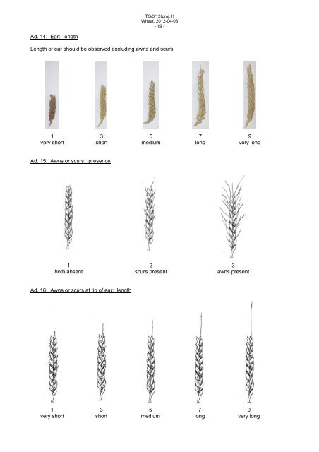 Triticum aestivum L. emend. Fiori et Paol - International Union for the ...