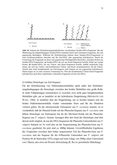 Verbesserte Fluoreszenz-in situ Hybridisierung (FISH ... - Mario Nenno