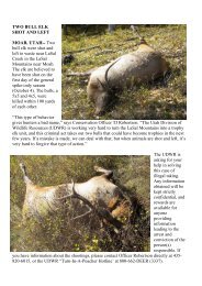 TWO BULL ELK SHOT AND LEFT MOAB, UTAH - Backcountry Utah