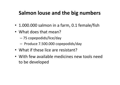 Salmon Louse