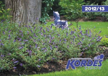 Catalog 2012/13 - Kordes-Jungpflanzen