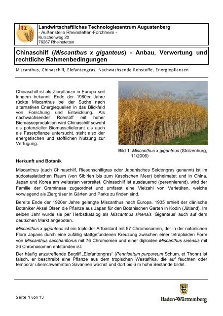 Chinaschilf Miscanthus X Giganteus Anbau Verwertung Baden
